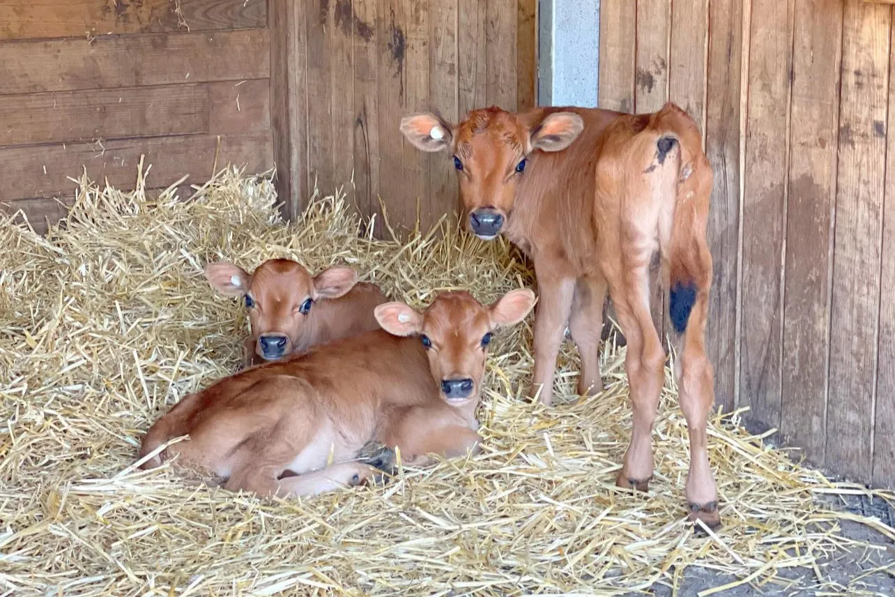 Three brown jersey calves named Bernard, Biscuit and Franklin.