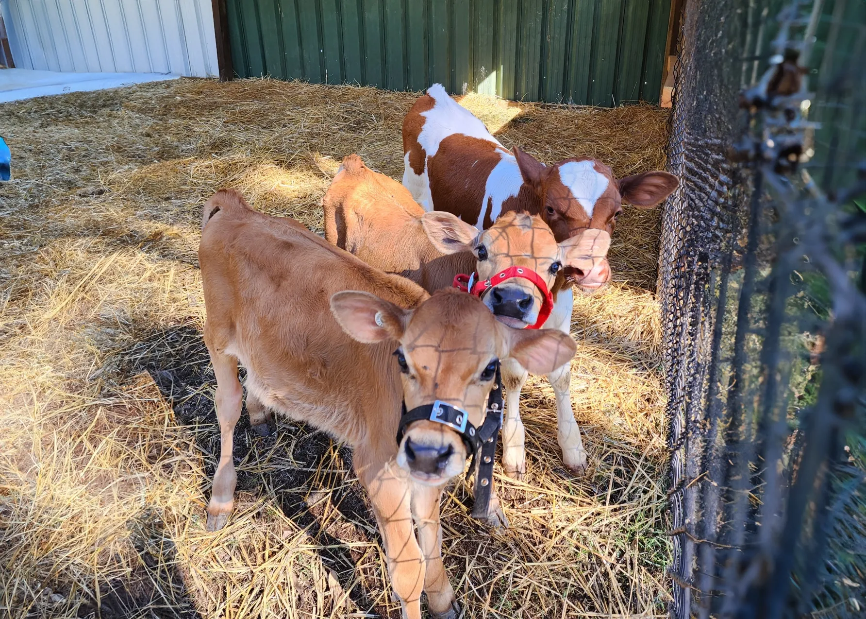Image of three calves named Steve, Patch and Joe