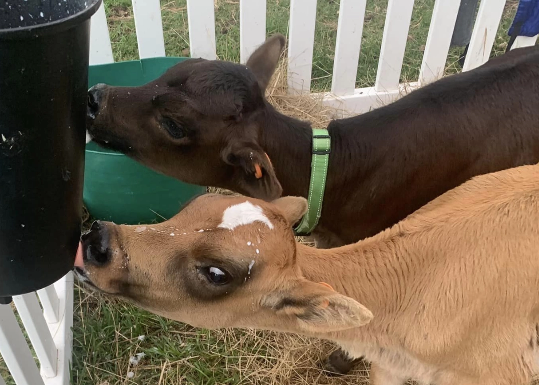 Image of two calfs named Bingo and Bluey
