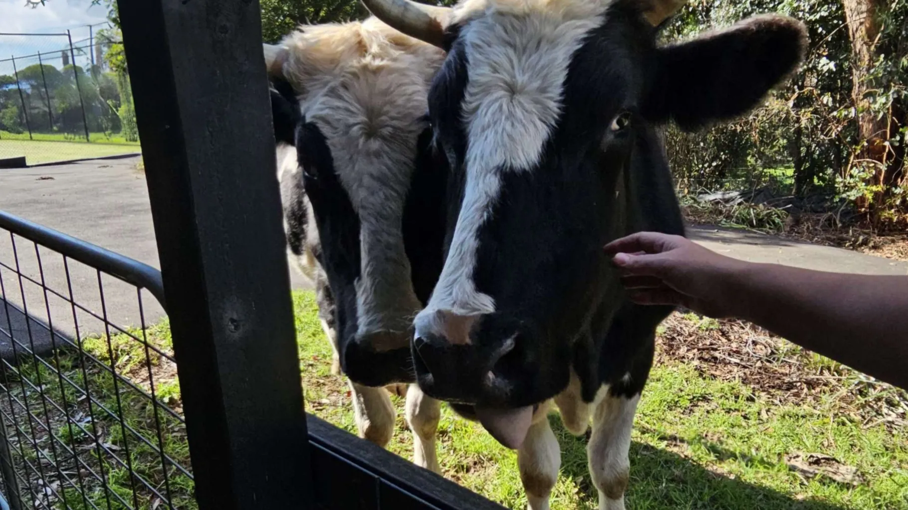 Image of two cows named Brutus and Buster
