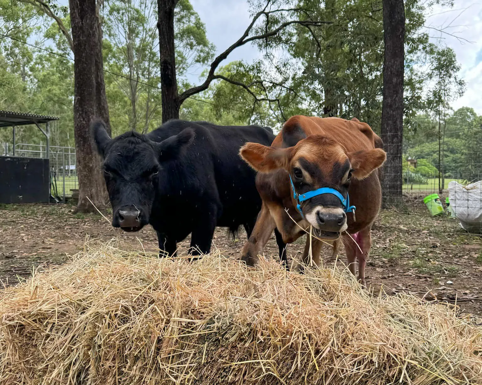 Image of two cows named Chase and Hero