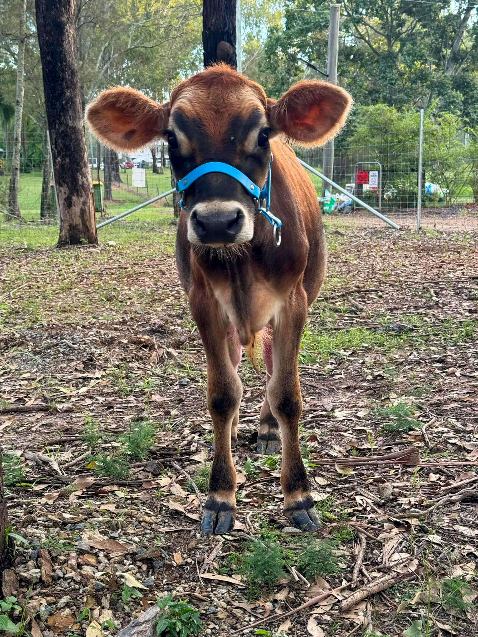 Image of cow named Chase.