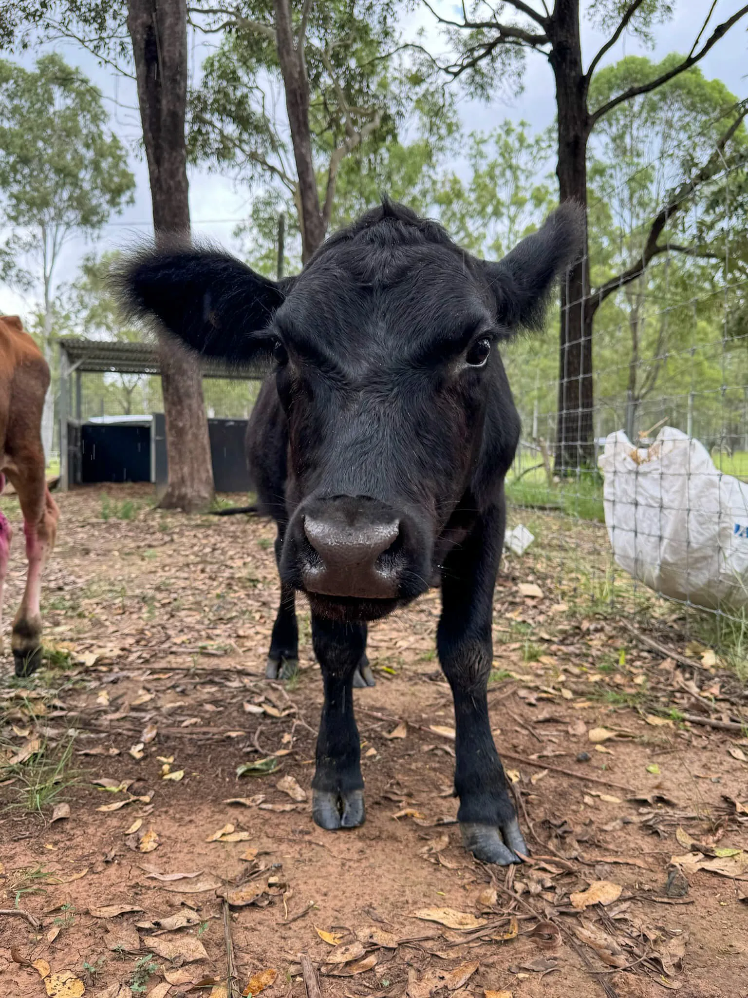 Image of cow named Hero.