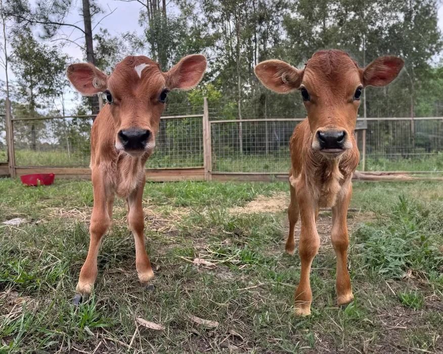 Image of two calves named Thorne and Sprout.