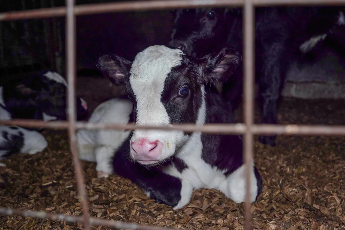 Baby calf looking sadly through bars in calf sheds on the property at dairy farm.