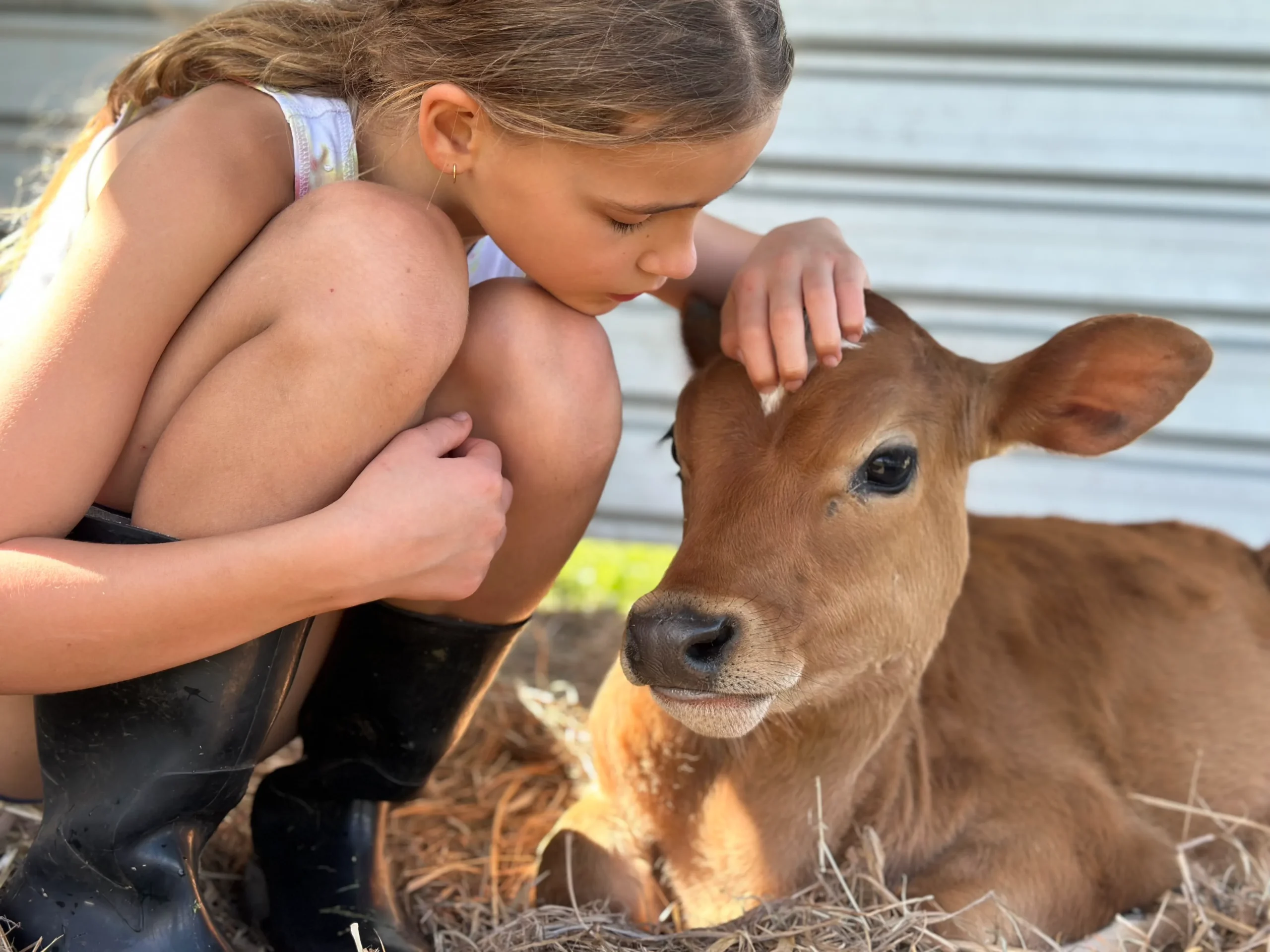Young girl petting rescue calf