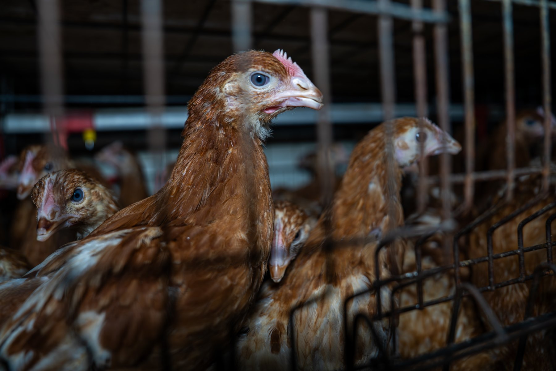 Young hens in battery cage. Photographs taken at the Farm Pride pullet farm, next door to their free-range egg farm.