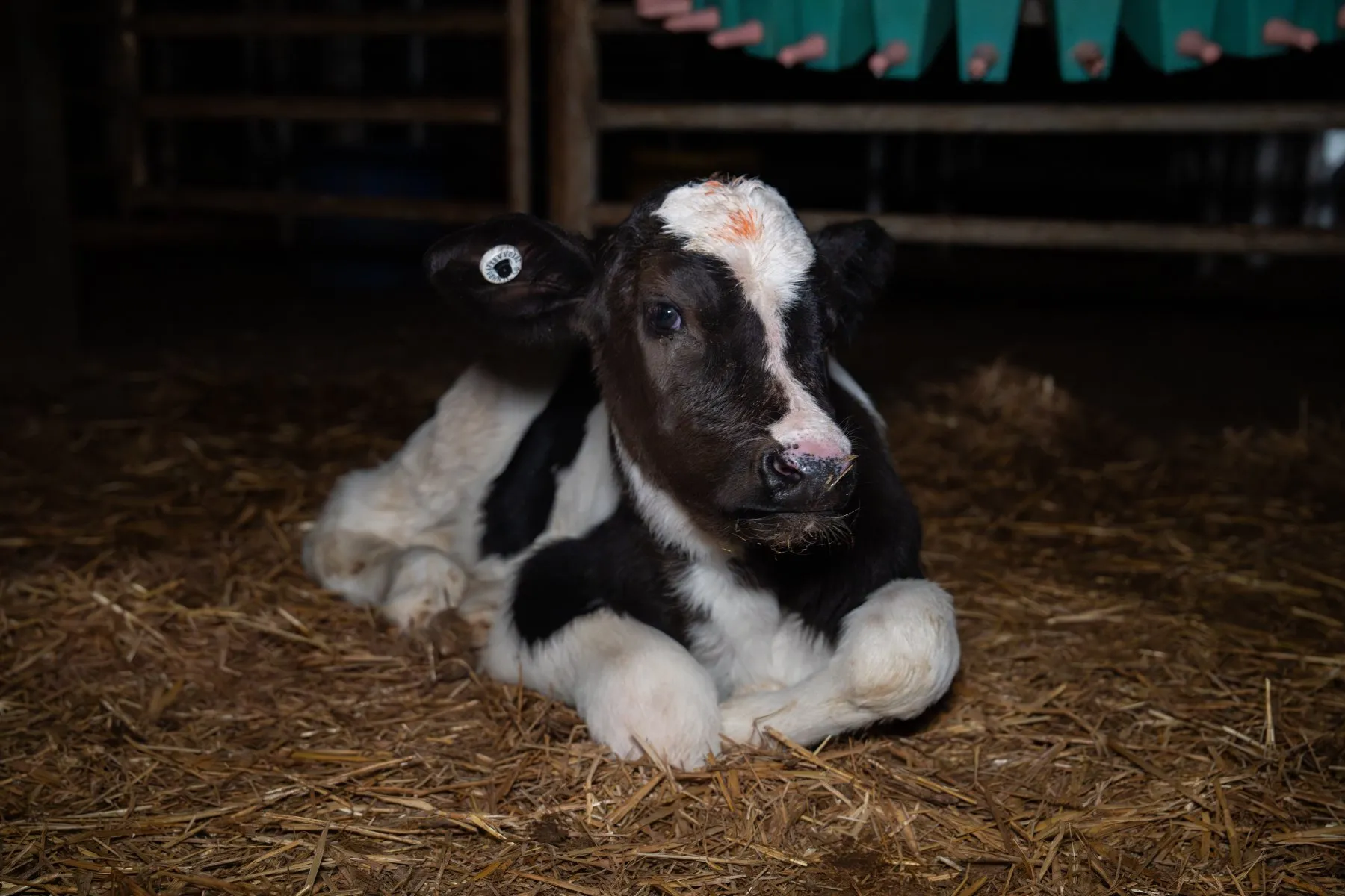  Baby calf in a pen