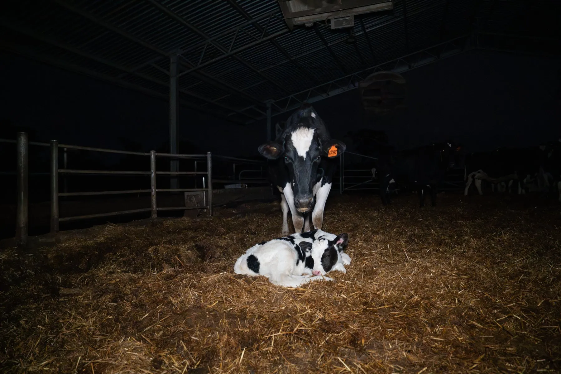 A mother cow stands protectively over her calf