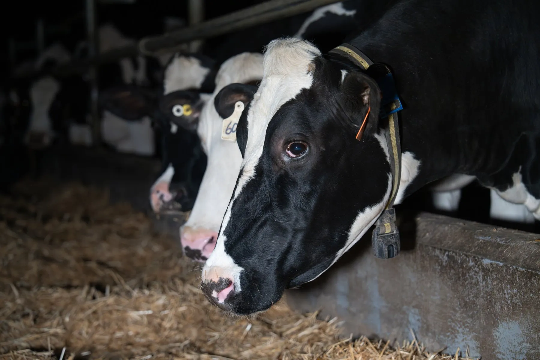 Close up of cow in zero graze dairy