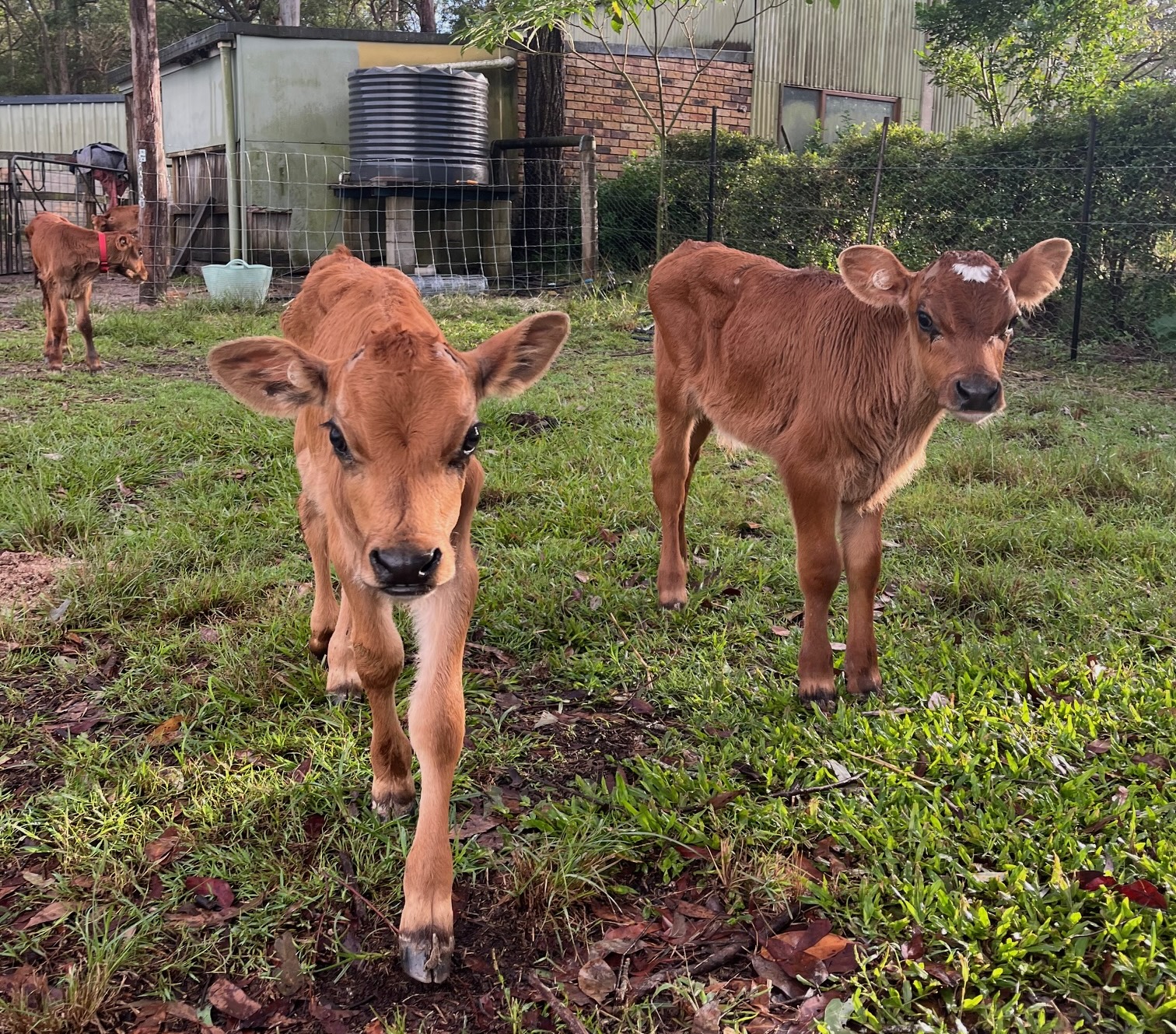 Lennie and Louie, two rescued calves ready for adoption