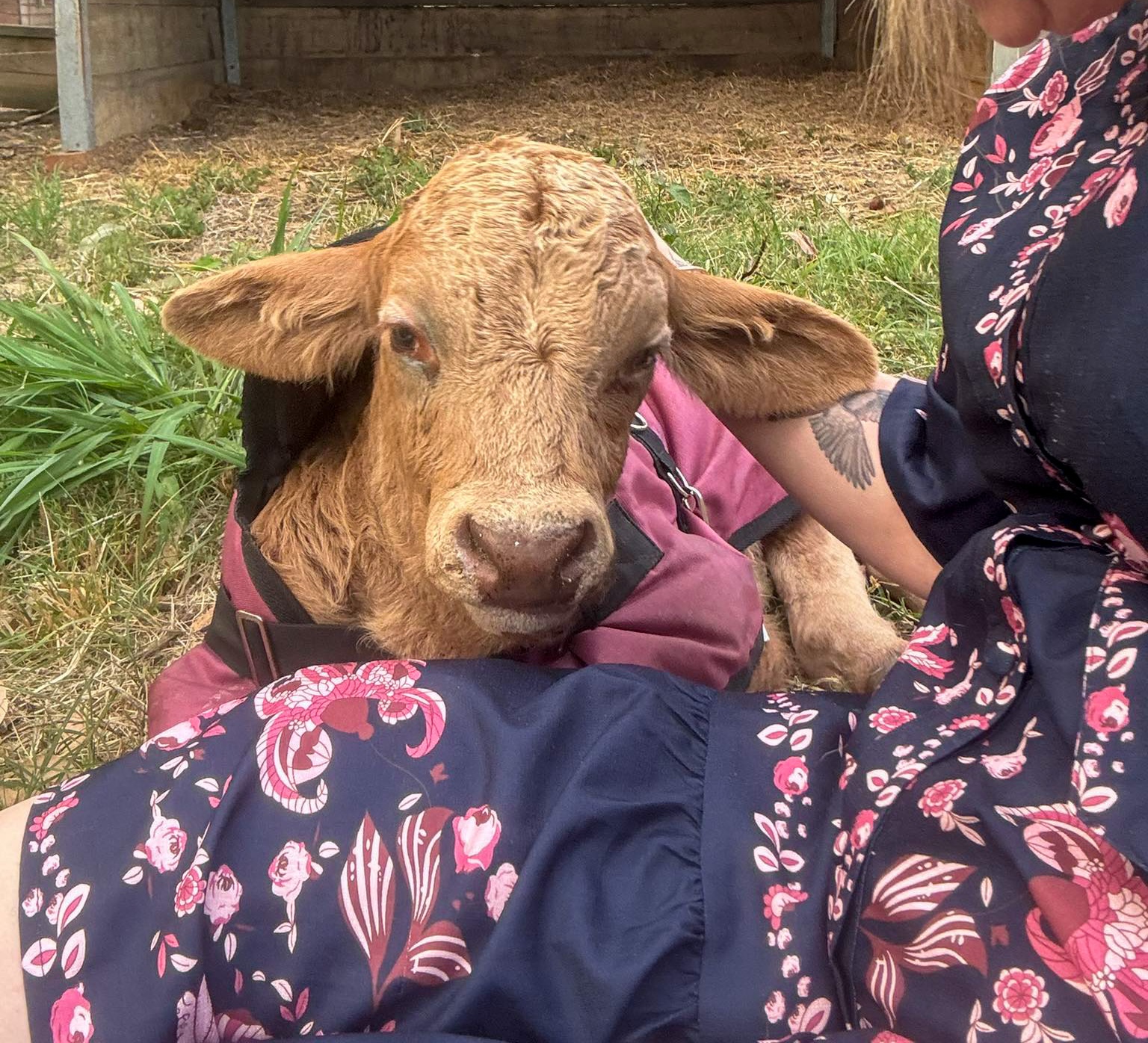 Calf unwell with woman