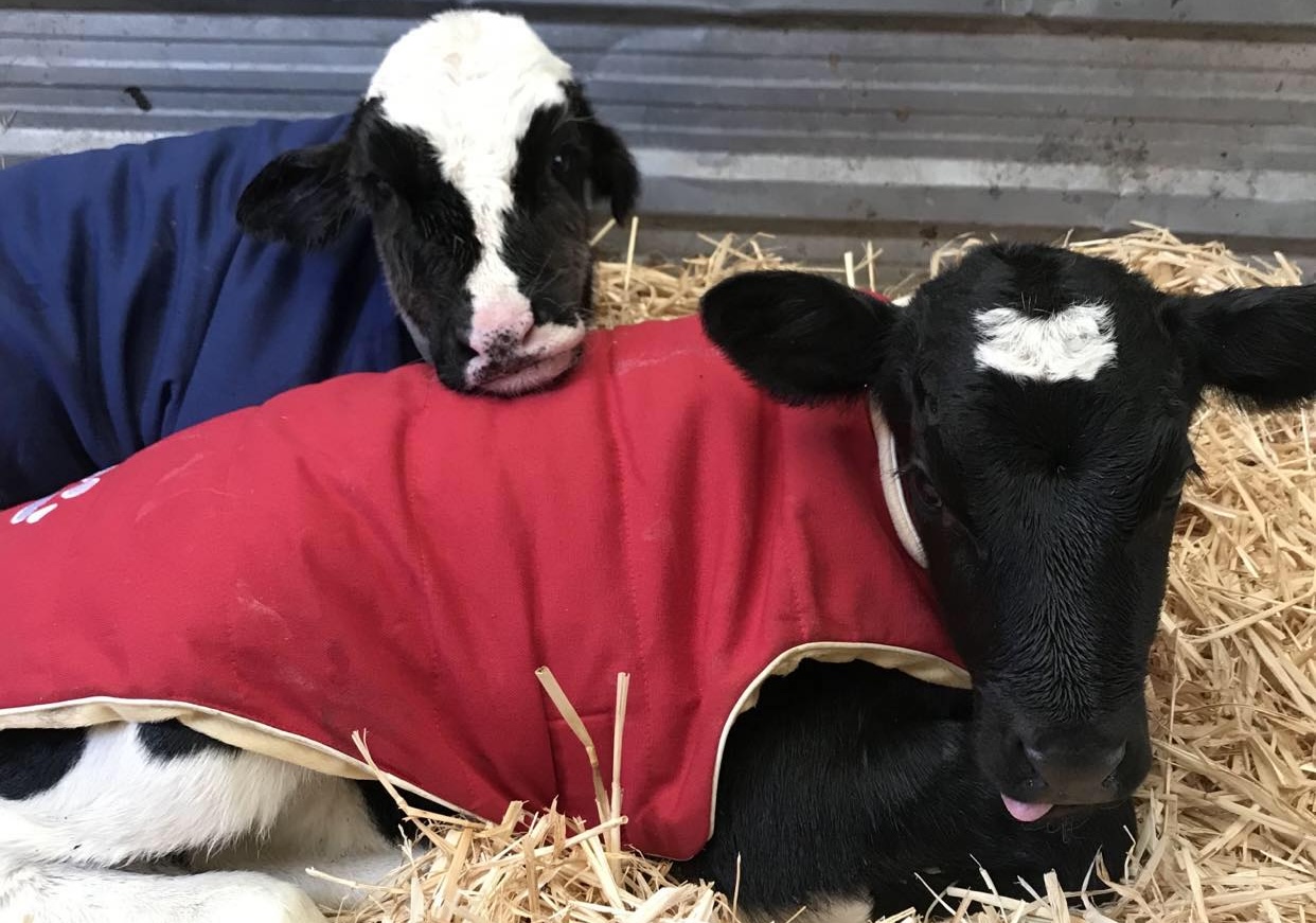 Calves cuddled up in coats