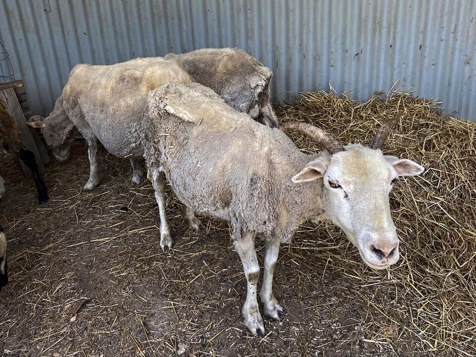 Sheep in bad condition